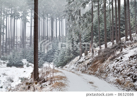 snowstorm in old forest 8632086