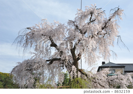 Branched cherry blossoms at Kyoto Maruyama Park 8632159