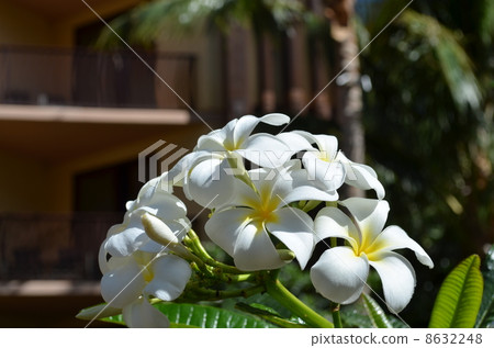 Plumeria flowers 8632248