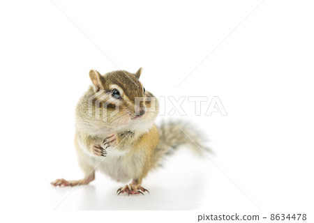 Chipmunk 8634478