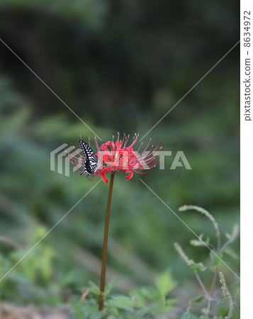 Swallowtail蝴蝶和Higanbana Swallowtail蝴蝶和Higanbana 8634972