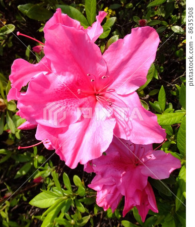 Azalea Azalea 8635308