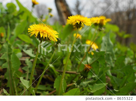 西洋蒲公英 西洋蒲公英 8635322