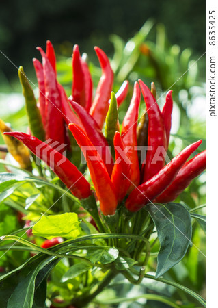 Capsicum Capsicum 8635425