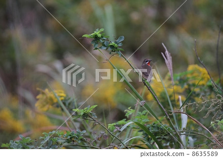 Nogoma male in late autumn 8635589