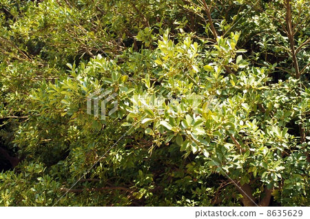 Mochiki與水果 8635629