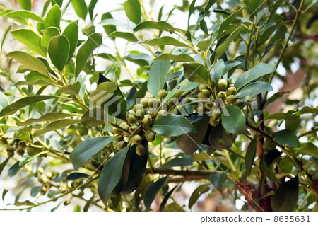 Mochiki與水果 8635631