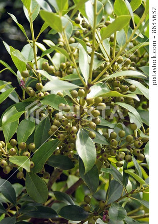 Mochiki with fruit 8635632