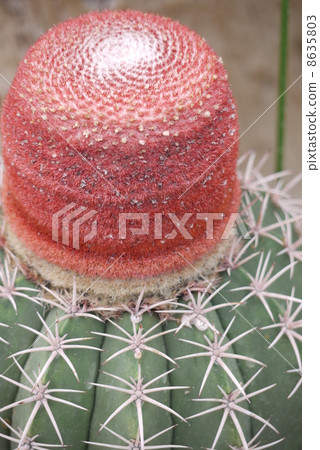 Cactus "Suiyun" 8635803