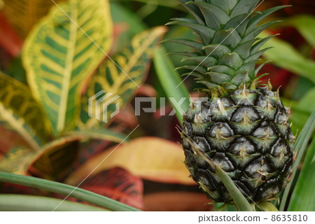菠蘿 8635810