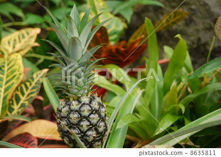菠蘿 8635811
