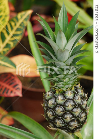 菠蘿 8635812