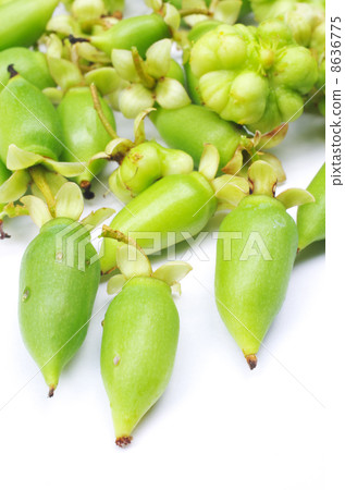 Matatabi fruit 8636775