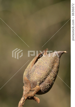 Tung nuts 8636872