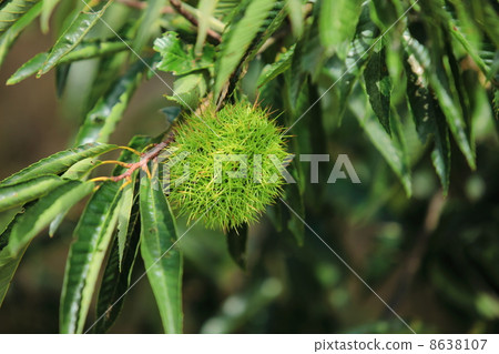 Chestnut chestnut tree Chestnut chestnut tree 8638107