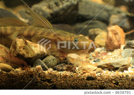 Bozhaze " Bozhaze " 8638791