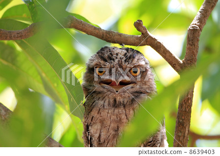 Australia Gamaguchi Yotaka 8639403