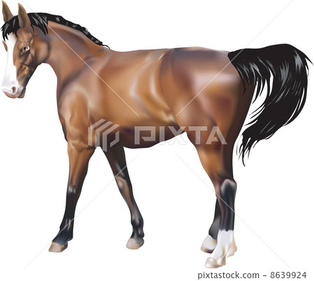 horse Illustration 8639924