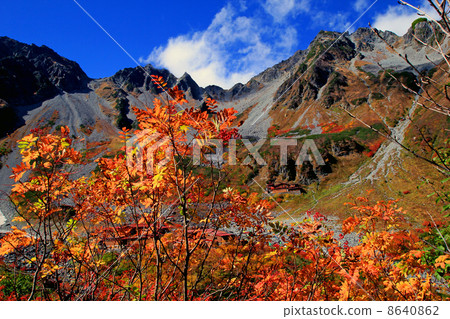 福澤捲曲的秋葉 8640862