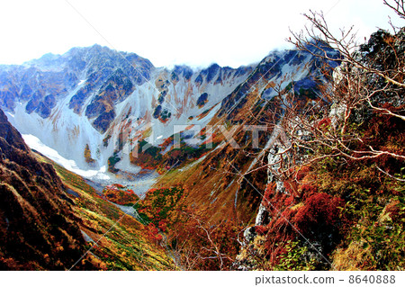 Fukuzawa curl's autumn leaves 8640888