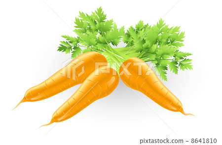 Fresh tasty orange carrots illustration 8641810