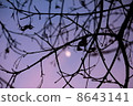 Setting sun 8643141