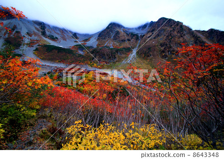 福澤捲曲的秋葉 8643348