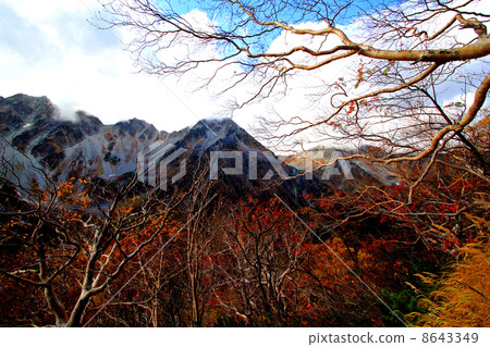 福澤捲曲的秋葉 8643349