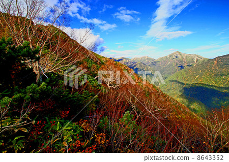 福澤捲曲的秋葉 8643352