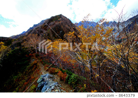 福澤捲曲的秋葉 8643379