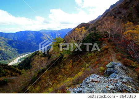 福澤捲曲的秋葉 福澤捲曲的秋葉 8643380