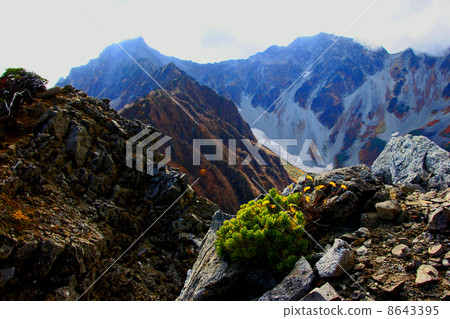 Fukuzawa curl's autumn leaves 8643395