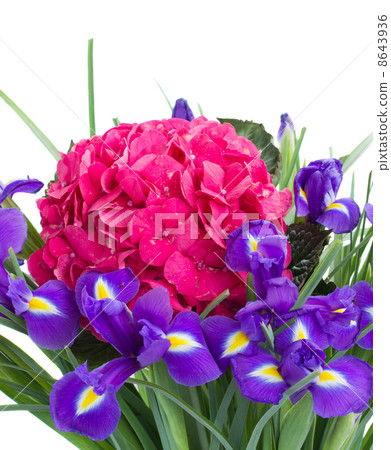 hortensia and iris flowers close up 8643936
