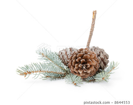 blue spruce twig with three cones 8644553