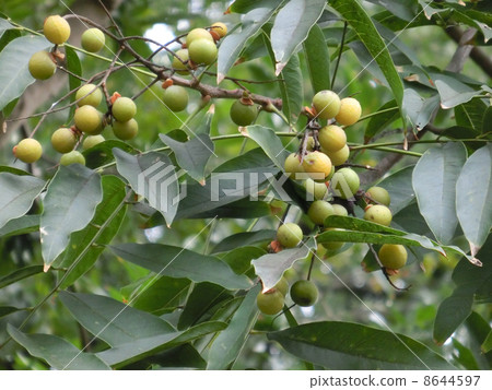 骸果生活在樹枝上 8644597