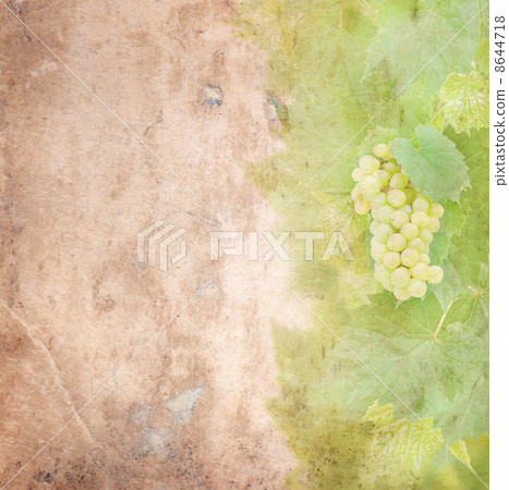Old paper with white grapes and leaves 8644718