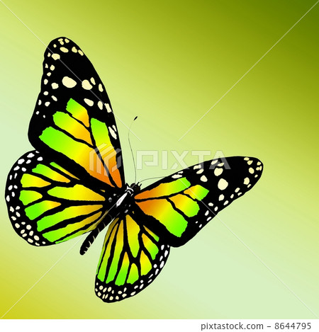 butterfly butterfly 8644795
