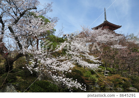 Kiyomizu寺在京都春天 Kiyomizu寺在京都春天 8645291