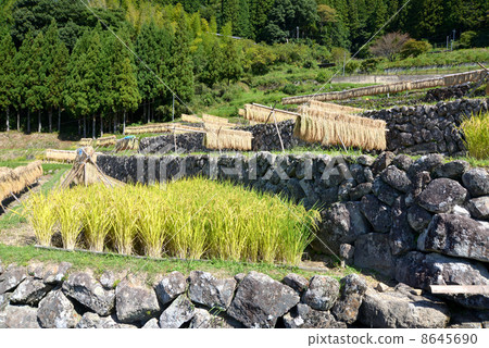 Harvest time 8645690