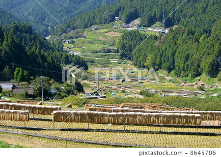 Golden Curtain 8645706