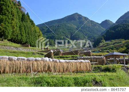 Harvest time 8645707