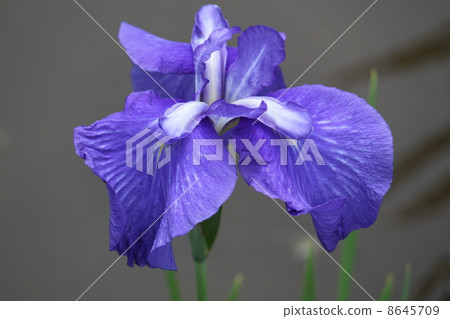 Hana shaubu 16 8645709