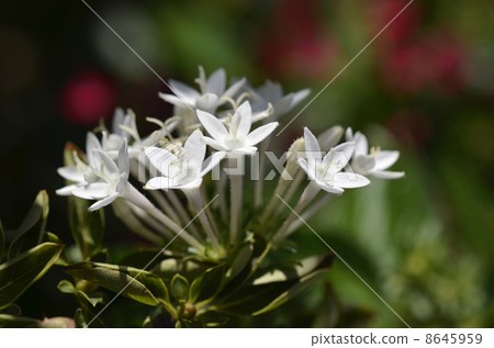 Pentas 8645959