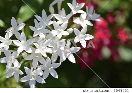 Pentas Pentas 8645961