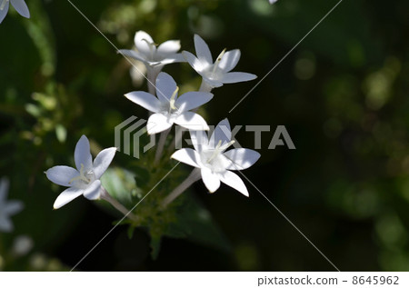 Pentas Pentas 8645962