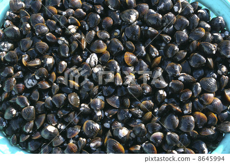 Shijimi fishing Shijimi fishing 8645994