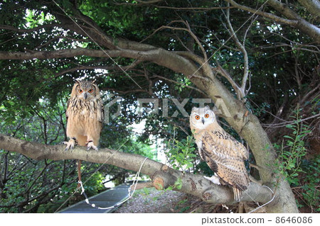 蚯蚓貓頭鷹貓頭鷹猛禽西伯利亞鷹貓頭鷹小雞西伯利亞 8646086