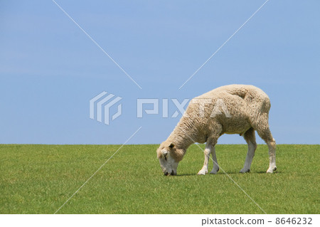 一隻羊在一頓飯 一隻羊在一頓飯 8646232