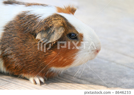 Profile of guinea pig 8646233