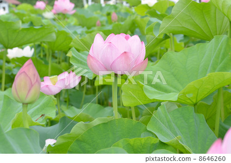 蓮花 蓮花 8646260